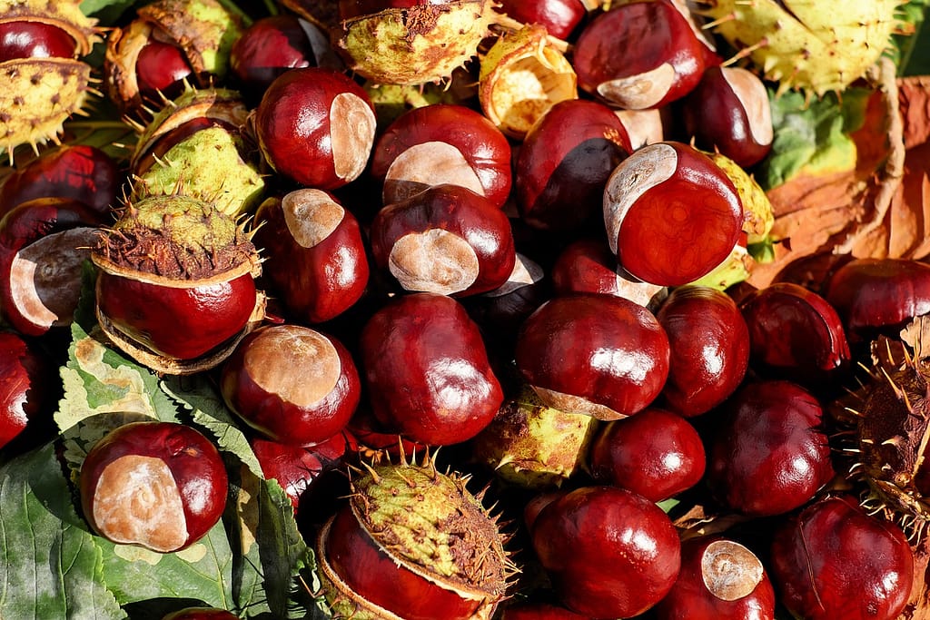 Dietary Advice: 5 Good Reasons To Eat Chestnut Grain