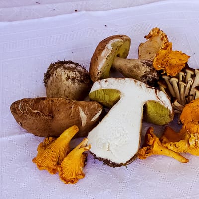 The Art Of Cooking A Dish With Dried Porcini Mushrooms | High-Quality Taste