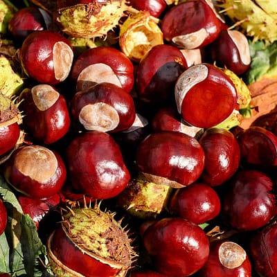 Dietary Advice: 5 Good Reasons To Eat Chestnut Grain
